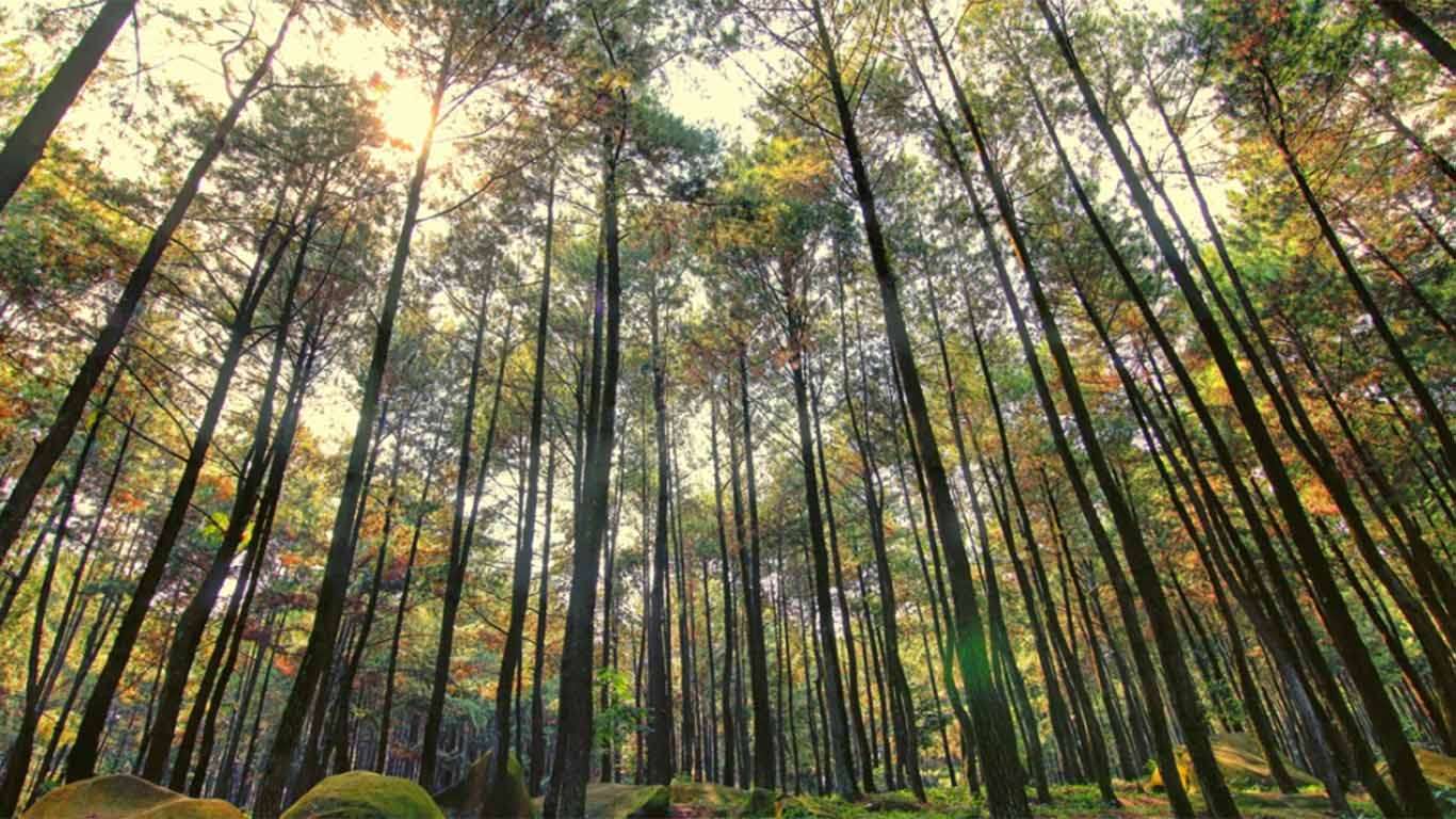Taman Wisata Gunung Pancar