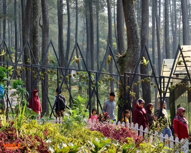 Orchid Forest Cikole