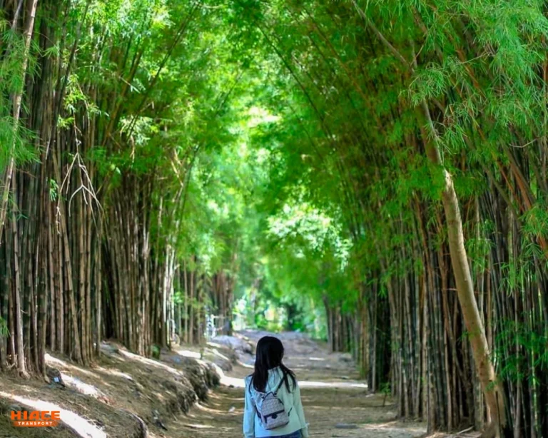 Hutan Bambu Keputih Surabaya