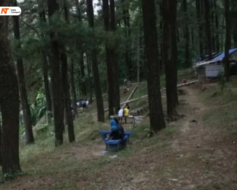 Hutan Pinus Paniis Singkup By Harian Lingga