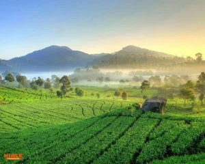 Kebun Teh Ciater Source by IDN Times