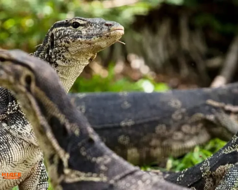 Pulau Biawak Indramayu