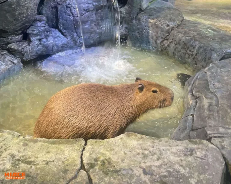 Capybara Jakarta Aquarium
