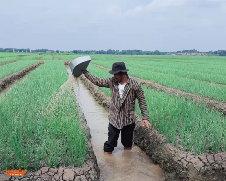 bawang merah brebes