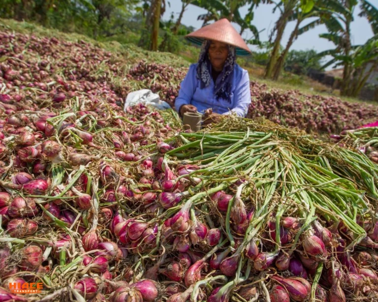 bawang merah brebes