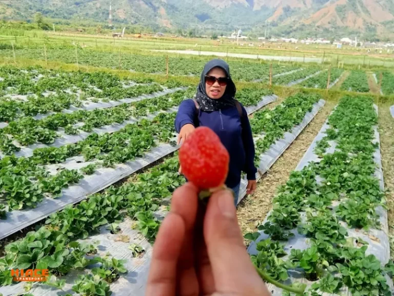 wisata pusuk sembalun