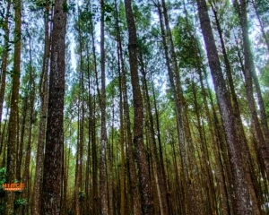 Hutan Pinus Mangunan Source by Wikipedia